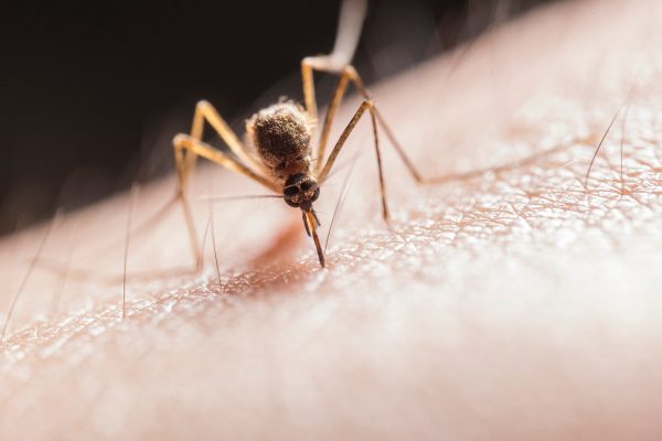 Picada de mosquito: O que realmente acontece, como evitar e como tratar.